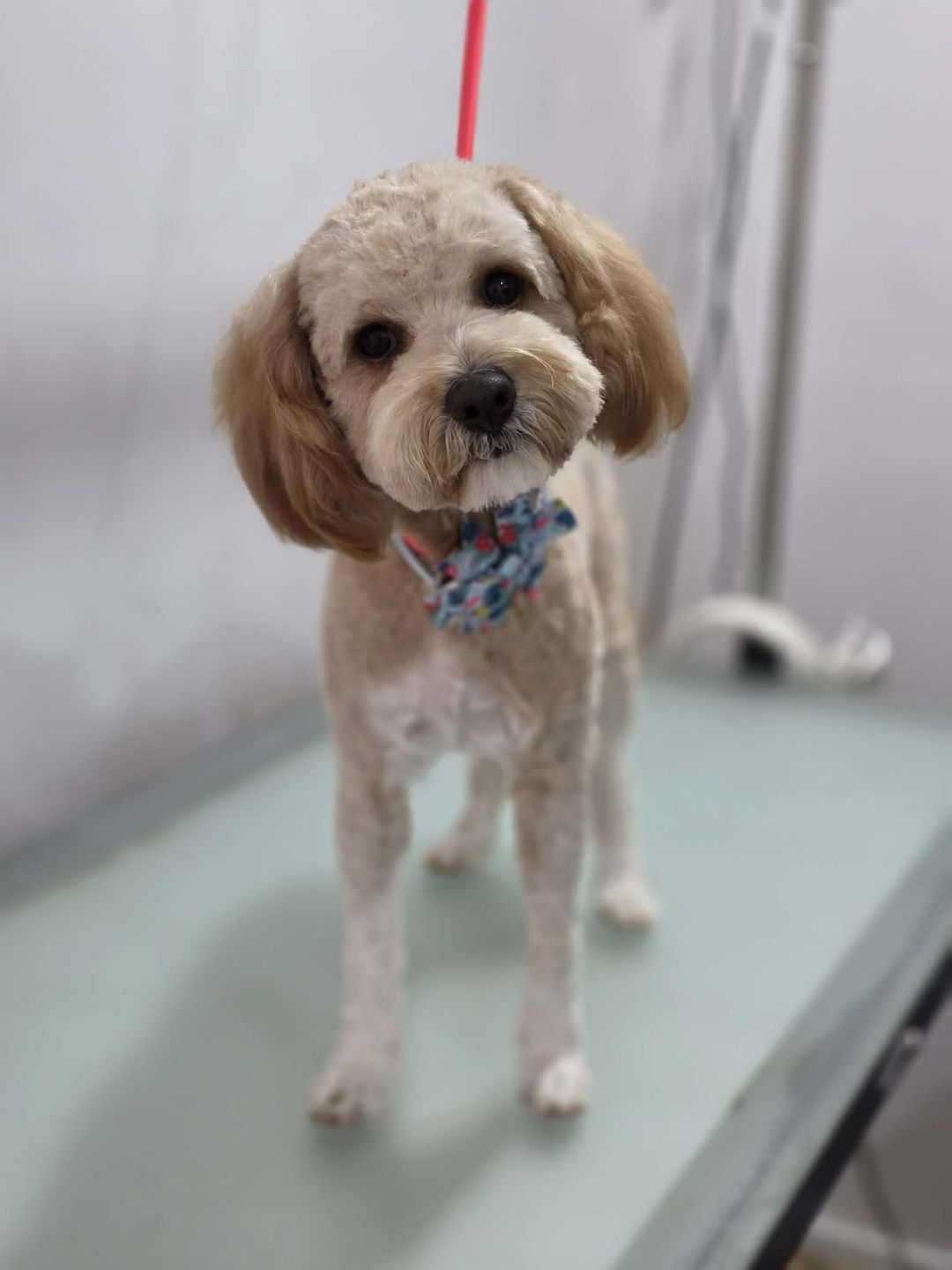 A freshly groomed apricot cavoodle with a blue floral bow standing on the grooming table
