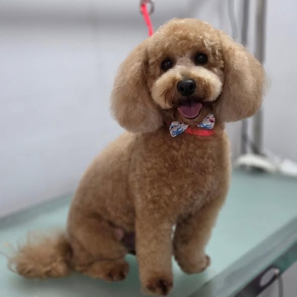 A freshly groomed apricot poodle wearing a bow tie