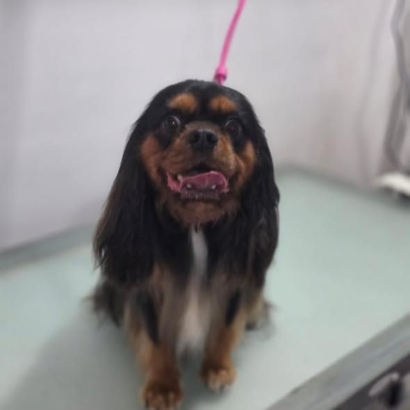 A smiling black and tan cavalier King Charles spaniel