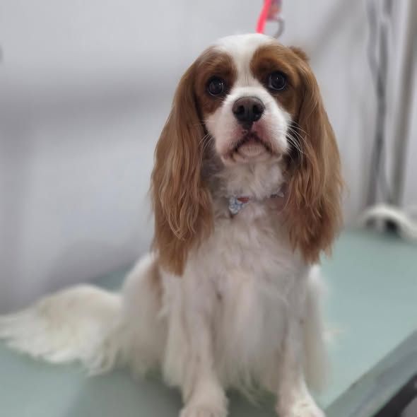 A brushed-out Blenheim cavalier King Charles spaniel