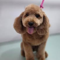 A freshly groomed Peachy Pooches client (1)