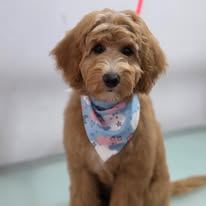 A freshly groomed Peachy Pooches client (2)