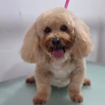A freshly groomed Peachy Pooches client (3)