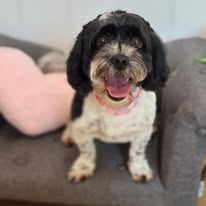 A freshly groomed Peachy Pooches client (4)