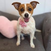 A freshly groomed Peachy Pooches client (5)