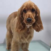 A freshly groomed Peachy Pooches client (6)