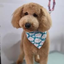 A freshly groomed Peachy Pooches client (7)