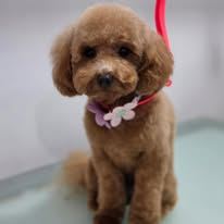 A freshly groomed Peachy Pooches client (8)