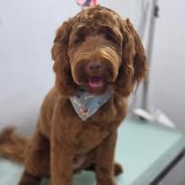 A freshly groomed Peachy Pooches client (9)