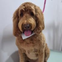 A freshly groomed Peachy Pooches client (10)