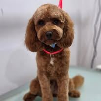 A freshly groomed Peachy Pooches client (11)