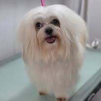 A freshly groomed Peachy Pooches client (12)